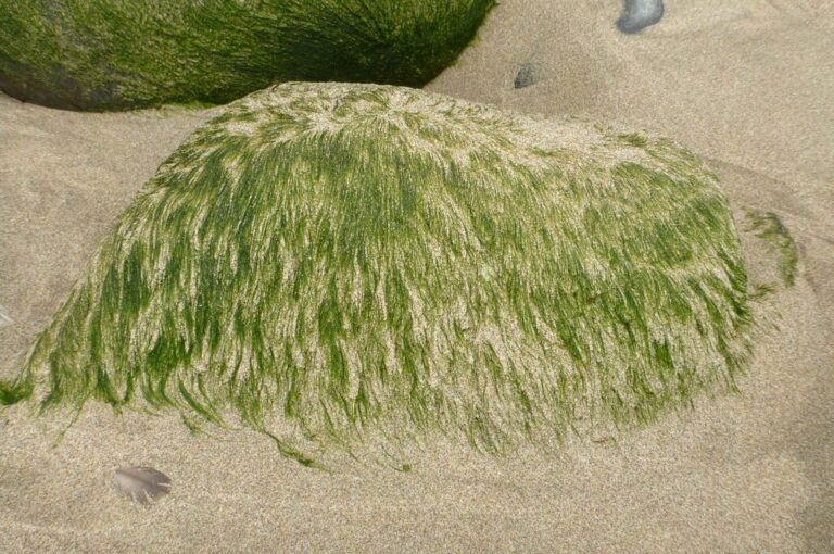 Waarom blond haar groen wordt in het zwembad en hoe het te repareren